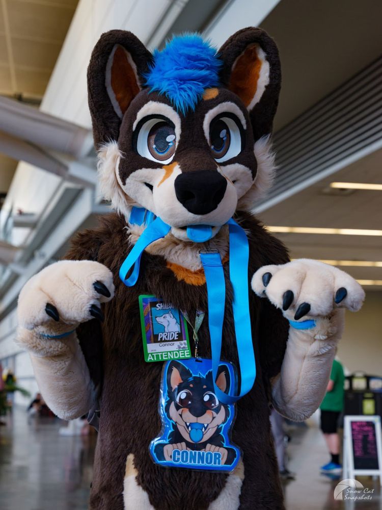 Shiba inu fursuiter with leash in mouth.