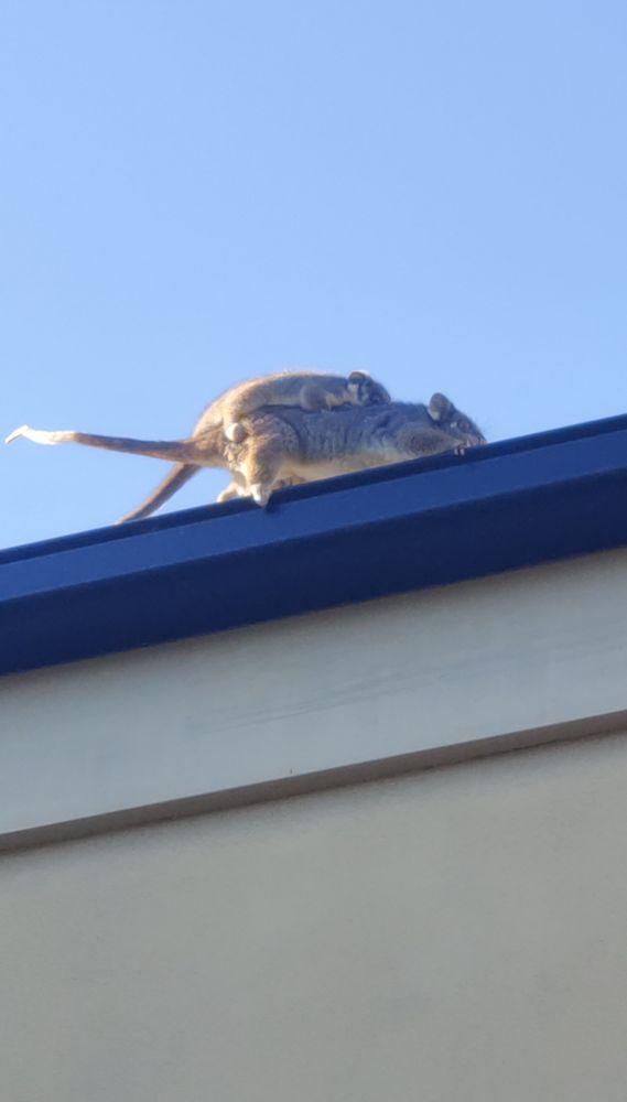 A ringtail possum runs across a gutter during daytime. Clinging to her back is a "baby" possum that's weighs probably half as much as mum!

Shortly after this photo was taken they were attacked by a territorial bird who thought they were after eggs. They were okay, and also weren't looking for eggs.