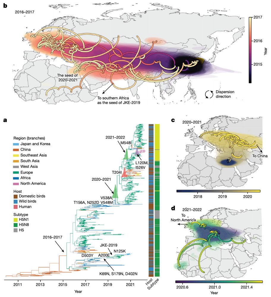 Evolution of clade 2.3.4.4b HA genes and early migration patterns of resurgent HPAI