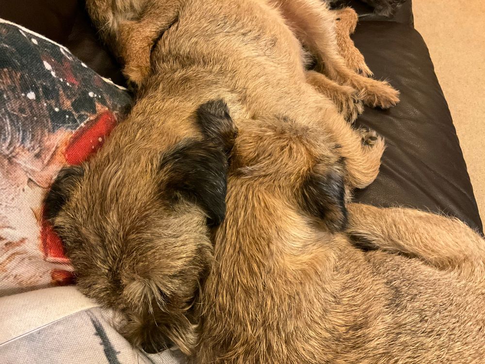 Two border terriers are lying next to each other, head to head, ear to ear almost merging into one. A third BT is snuggled in behind the second