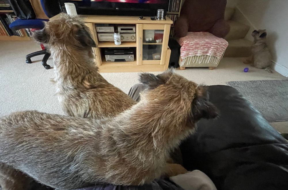 Two brown border terrier dogs on a lap, in the background a third BT sits at the foot of the stairs