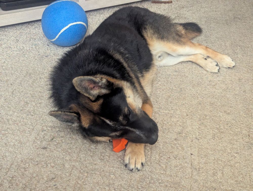 A German shepherd puppy chewing on an orange toy next to a large blue ball