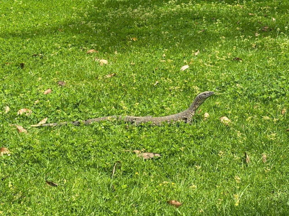 A large goanna on a grassy lawn. Head raised. 