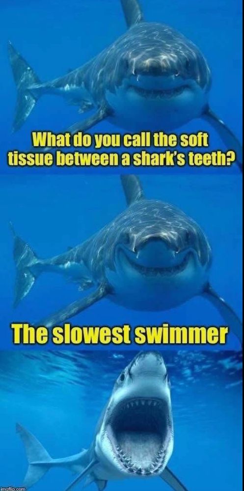 3 panel cartoon of shark in the water with the following joke: Q What do you call the soft tissue between a shark's teeth? A: The slowest swimmer