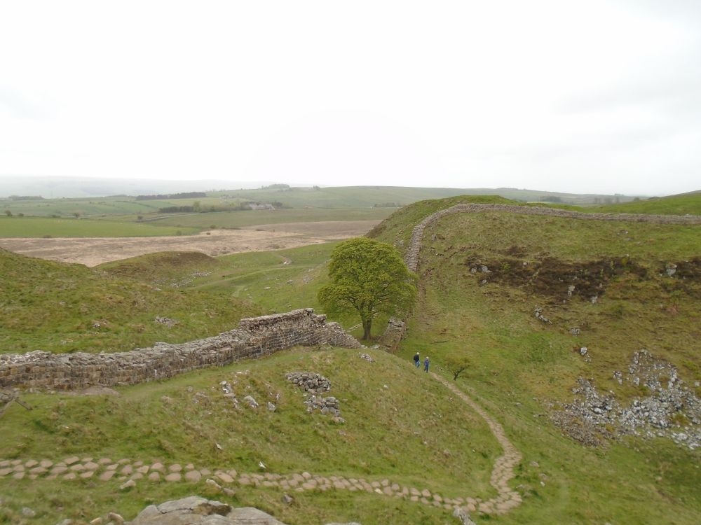The tree at Sycamore Gap, on Hadrian's Wall in England. 