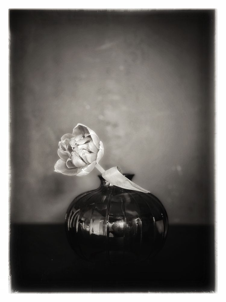 this image captures the delicate contrast between fragility and permanence. a single tulip, its petals unfolding yet slightly withered, leans from a dark, rounded glass vessel. the vessel itself holds water, light and shadow, mirroring a distorted reality. the reflection hints at impermanence, a fleeting echo of the world outside, captured yet never held. it is a meditation on time … 