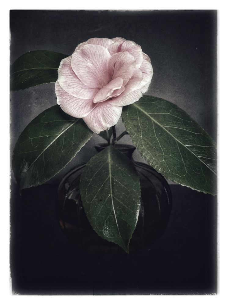 this is the first bloom I picked from my garden, a simple yet profound offering in a world that feels increasingly fragile. in times of devastation and uncertainty, i wanted to share something quiet, something gentle … a reminder that beauty still exists, even when chaos dominates the headlines.

this flower, delicate yet resilient, grew despite everything, untouched by the weight of global conflict. in its soft petals, i see a small but powerful act of defiance against despair. by placing it in this vase, by capturing this moment, i am holding onto hope. i am reminding myself [and whoever may see this] that even in the darkest times, something beautiful can still take root and bloom.