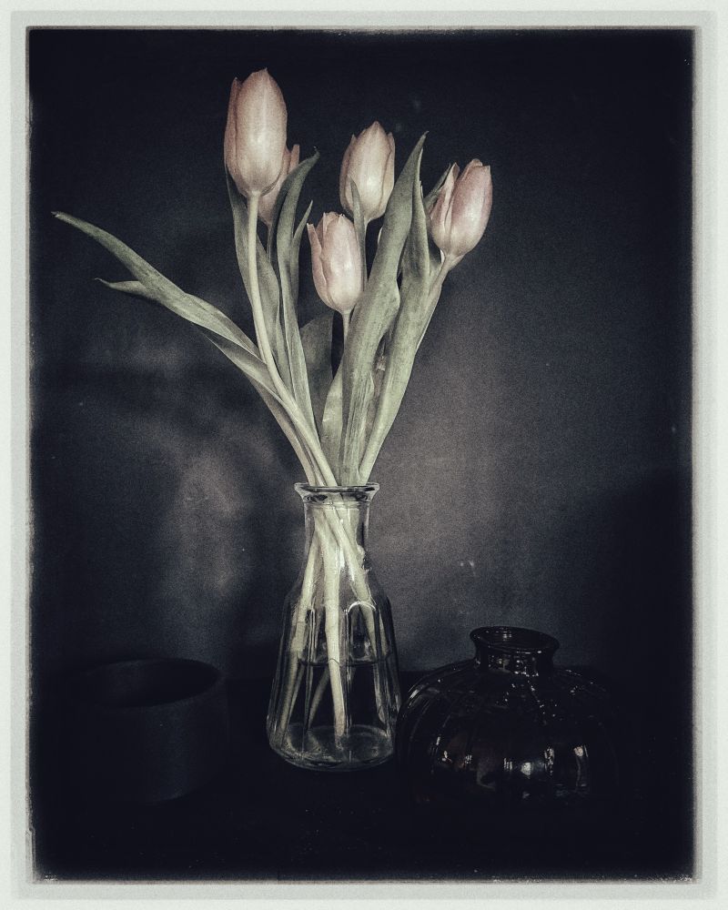 in the moment of fading winter’s breath,
a whisper of spring leans toward the light.
soft tulips, blushing in muted tones,
like dawn stretching its limbs after a long, cold night.

their graceful stems reaching
yet uncertain, as if hesitating between seasons,
caught in the delicate liminality
where warmth and frost still trade secrets.

a vessel of glass, fragile yet steadfast,
cradles their gentle longing,
while shadows rest in quiet patience,
knowing time will turn,
and bloom will soon replace the hush of waiting.