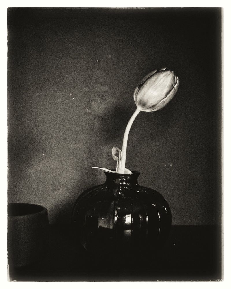 her lips, crimson like autumn’s last kiss, mesmerizing, linger in my thoughts as i gaze at the solitary bloom. a tulip, fragile yet defiant, curved in a weary arc, its petals whispering secrets of still winter.

nestled in a dark-glass vase, its stem stretches toward a distant light, yearning, longing … much like the gaze of the girl in my thoughts. shadows cling to the edges of the room, wrapping the moment in silent reverie.

once, this flower stood proud, its head high, bathed in the warmth of an unseen sun. now, it bows; not in defeat, but in quiet acceptance. a beauty untouched by its wilting, a grace unbroken by its fall.

the image of the girl is now fading in my thoughts …
in that stillness, i realise … there is poetry even in fading …