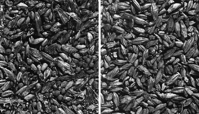 Burnt wheat and barley grains, black due to carbonisation.