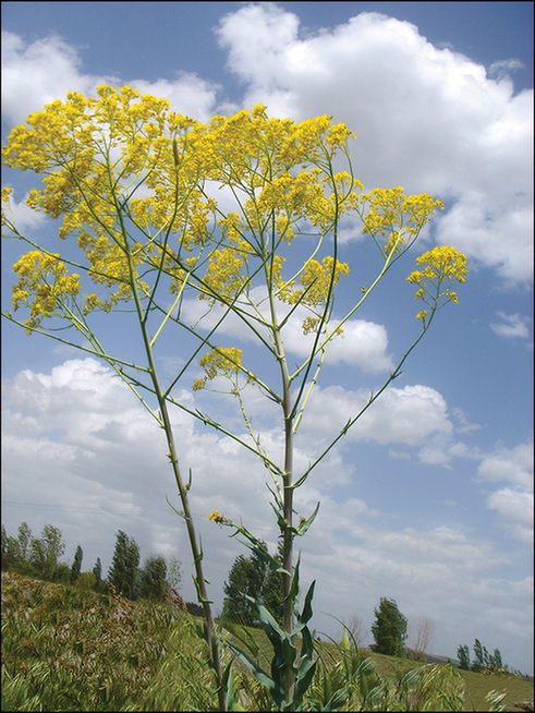 A woad plant: tall, green stalks with pointed leaves and small yellow flowers.
