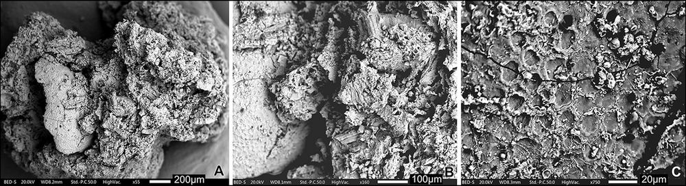 Microscopic images of charred plant food remains from Shanidar Cave, containing wild mustard.