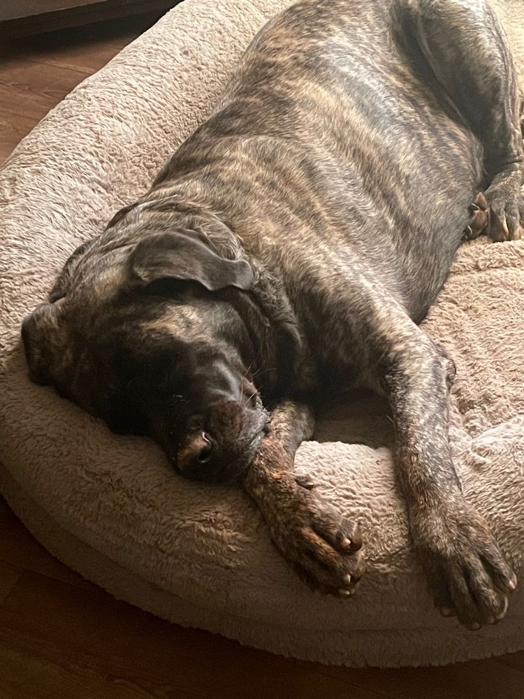 a photo of my dog. she’s asleep in her bed