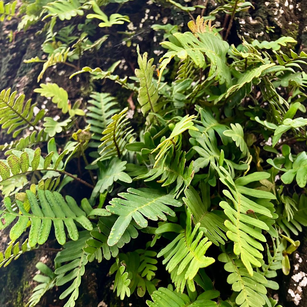 A larger clump of Pleopeltis ferns on a tree trunk.