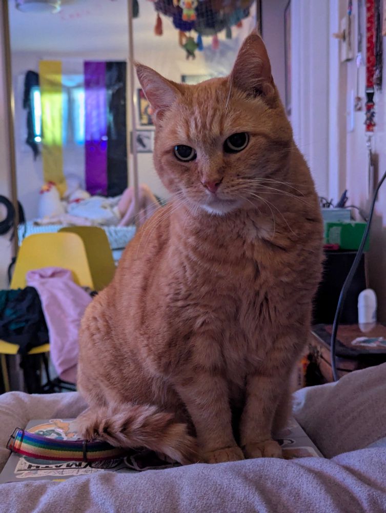 Strawberry, an orange cat, standing on a bed and looking extremely cute and dignified.