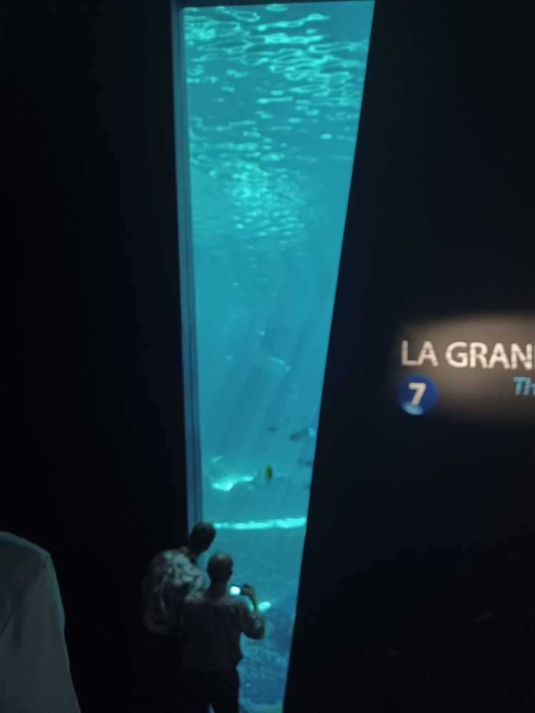 Another window into the aquarium. This one is slim and tall, as though a shard of the wall came out.