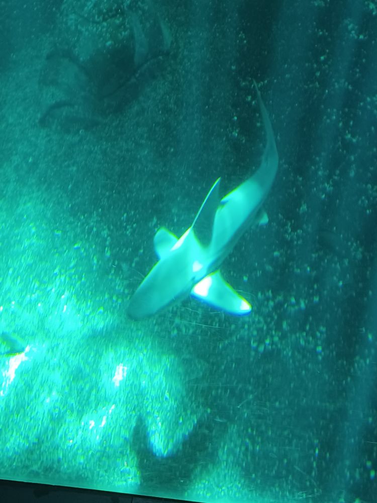 A blurry top-down of a shark in the aquarium.
