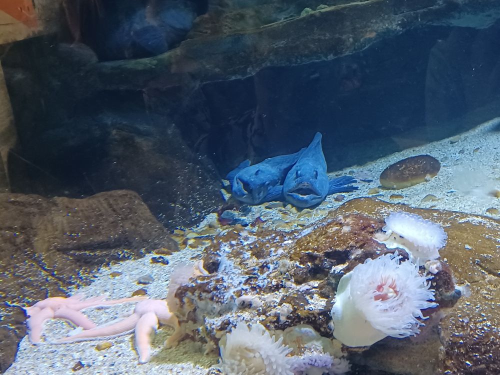 Two fish laying on the ground in the corner of an aquarium. They both are facing the camera and have their mouths open. One is laying on its side against the other.