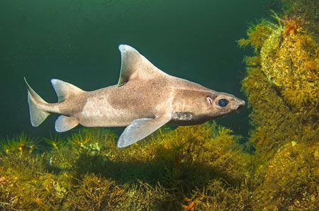 An angular roughshark. A small, strange looking triangular shark with a funny snout.