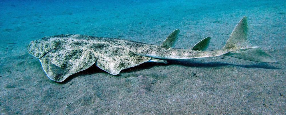An angel shark. A flat carpet-lije shark with brown and yellow spots that looks more like a ray at first.