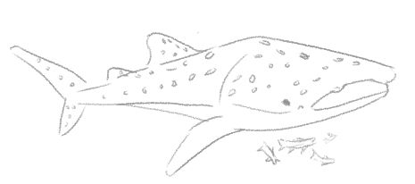 A simple sketch of a whaleshark with some remora fish below it