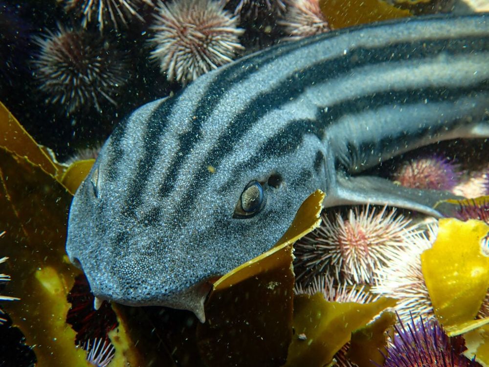 A pyjama catshark. A small shark with pretty yellow eyes and long stripes going across its body.
