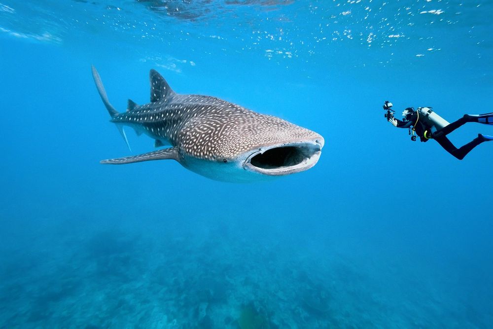 A whale shark. A gentle giant with pretty white spots and a silly looking large mouth. 