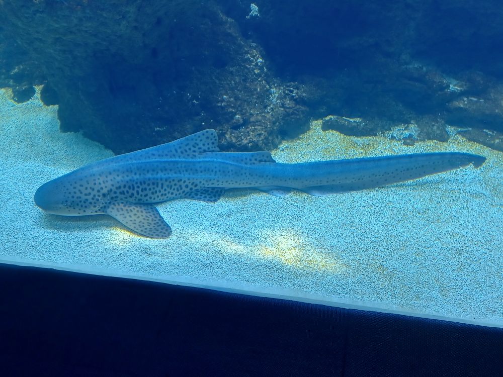 A spotted leopard shark laying on the bottom of an aquarium