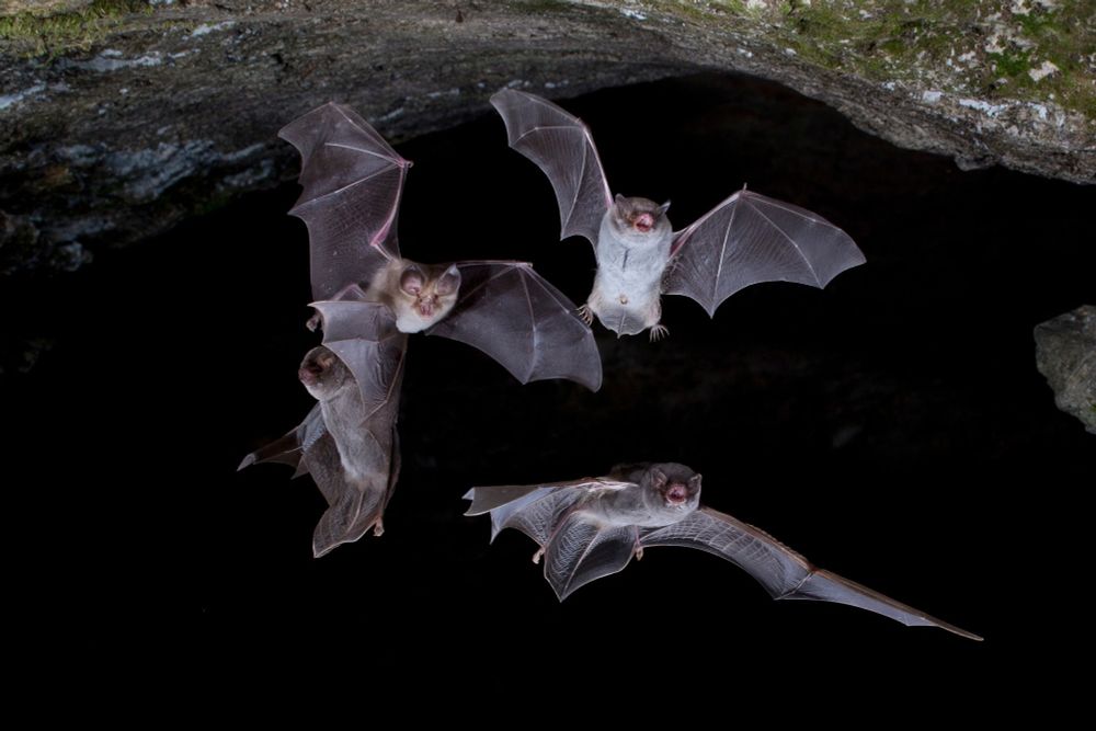 Japanese bats found carrying high levels of novel viruses, raising concerns about zoonotic outbreaks