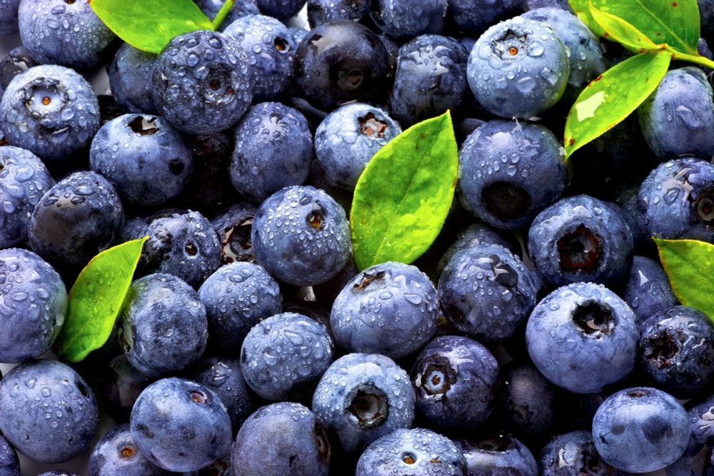 Blueberries boost calmness but not cognition in metabolic syndrome study