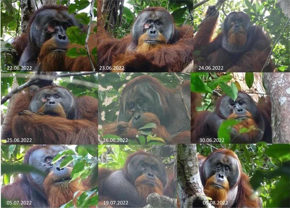 Wild Sumatran orangutan uses medicinal plant to treat facial wound