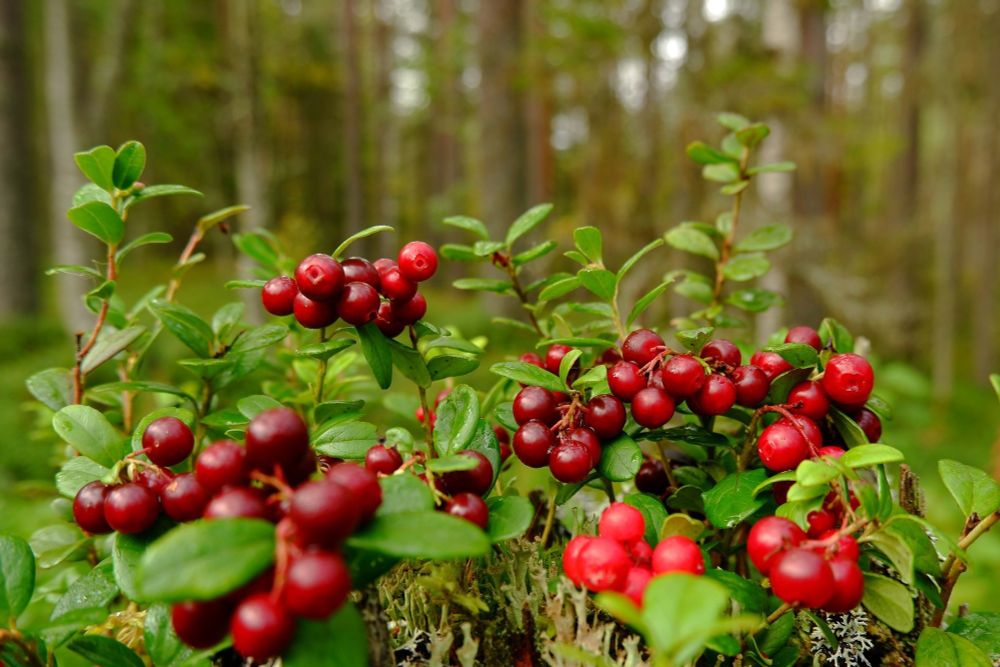 Fermented lingonberry juice shown to reduce inflammation and support gut health in IBD