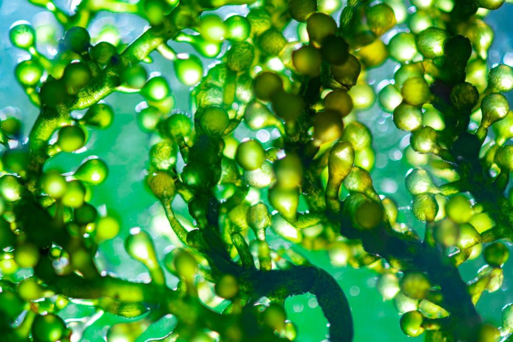 Could microalgae be the secret weapon to ending global hunger and saving the planet?