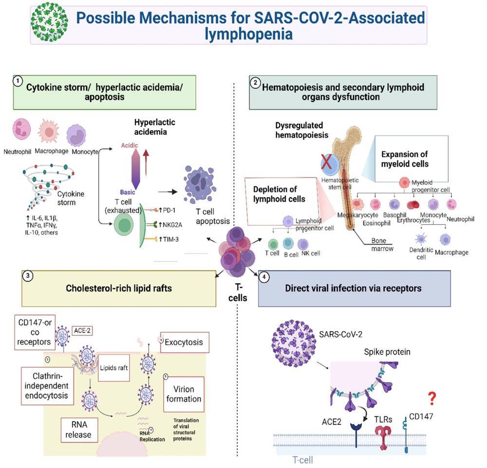 How does SARS-CoV-2 cause lymphopenia when T cells barely express ACE-2 receptors?