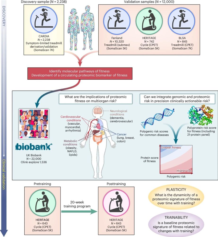 Proteomic fitness scores revolutionize disease prediction and personalized exercise plans