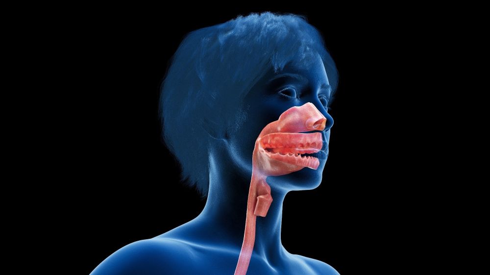 Upper airway swabs reveal rich, stable immune memory crucial for respiratory defense