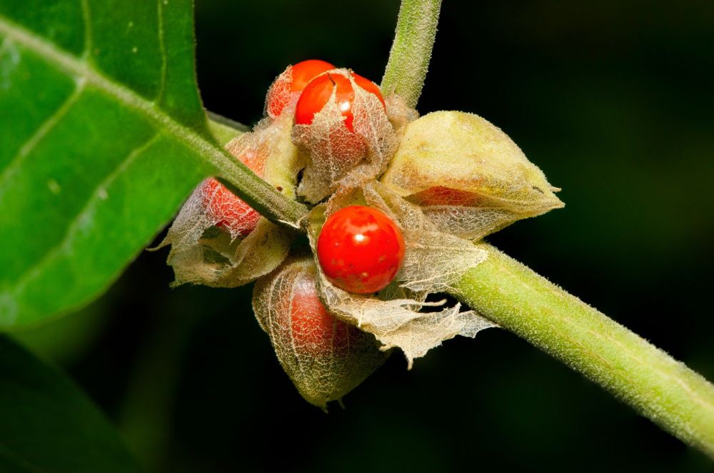 Ashwagandha boosts memory and mood in clinical trial