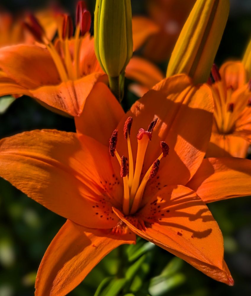 It was a hot Summer day. The heat pressed down, the breeze pulled it away, and the sky kept shifting with every moment of sun igniting, shade soothing. Standing there photographing the lily, I felt like the day itself was breathing.

A close-up photograph of a vibrant orange Asiatic lily in full bloom. Its wide petals are speckled with darker freckles near the center, glowing like fire against the green leaves surrounding it. Dappled sunlight and moving shadows ripple across the petals, creating a shifting play of light. The flower stands tall, vivid, and alive, with the sense of a summer breeze stirring through the scene.