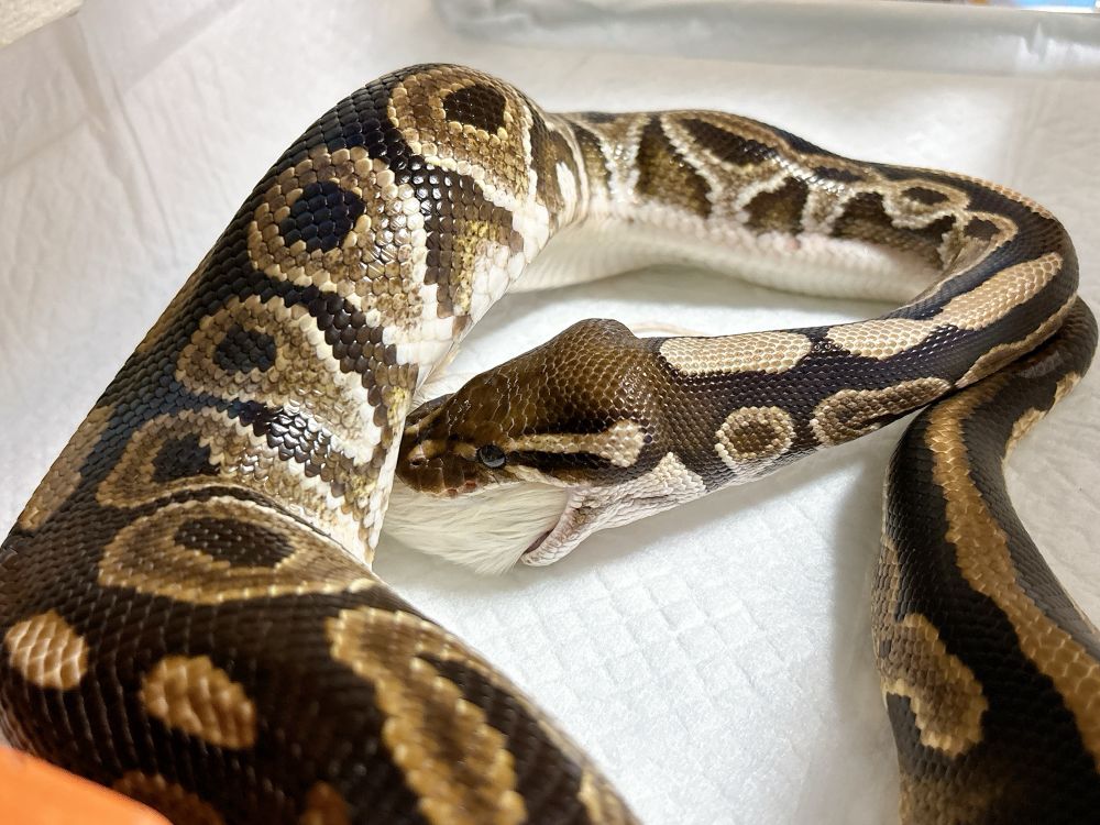 マウスを飲み込むボールパイソン
