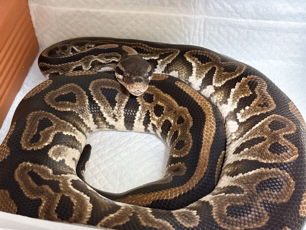 綺麗に円を描いているボールパイソン