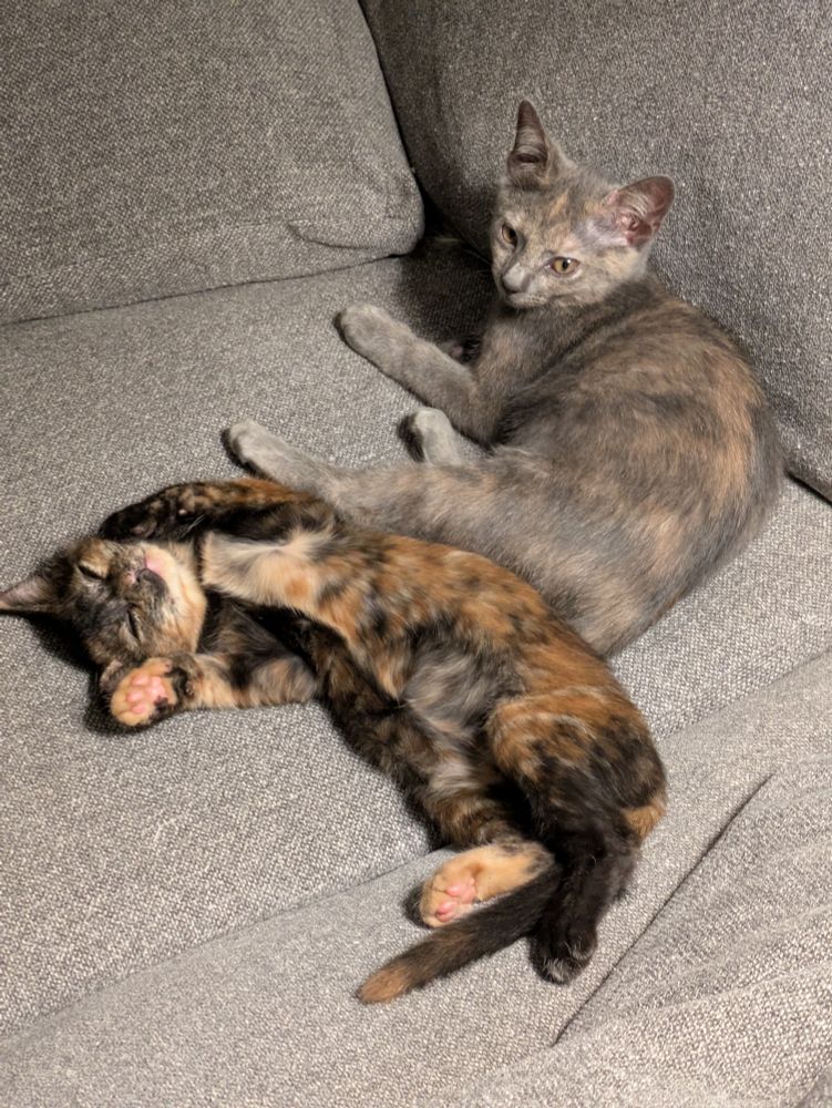 Two kittens on a gray loveseat. The gray dilute tortie's head is raised and she's looking to the side. The smaller brown tortie (who starts the fights, natch) is on her back, with her front paws near her head and her delightfully zipped belly exposed.