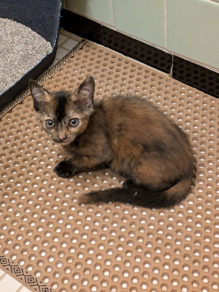 Brown tortoiseshell kitten with hazel eyes on a tan litter mat staring at the camera. She's got a look of "don't test me, lady."