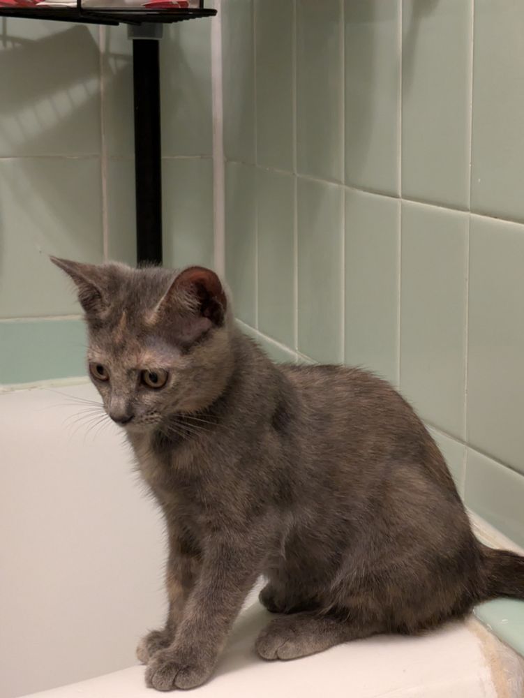 Gray dilute tortoiseshell kitten, sitting on the edge of the tub, with a green tile background. She's looking to the left with an expression of "whaaaaat?"