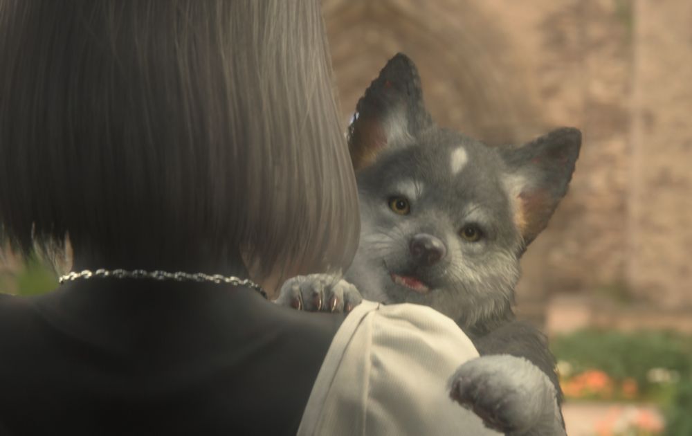 Puppy Torgal looking adorable 