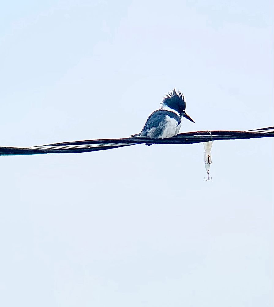 Male belted kingfisher perches on a cable next to a discarded fishing lure that has become wrapped around the cable. 