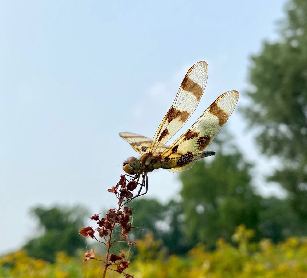 A dragonfly perched on a flower.