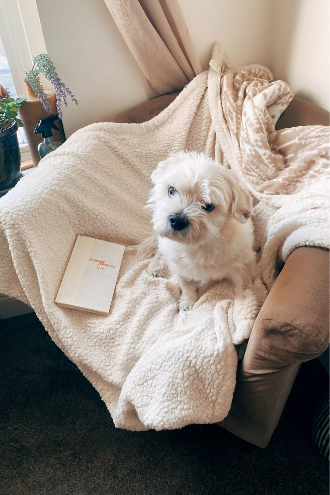 A small white dog sitting on a cozy white blanket in an armchair next to a book.