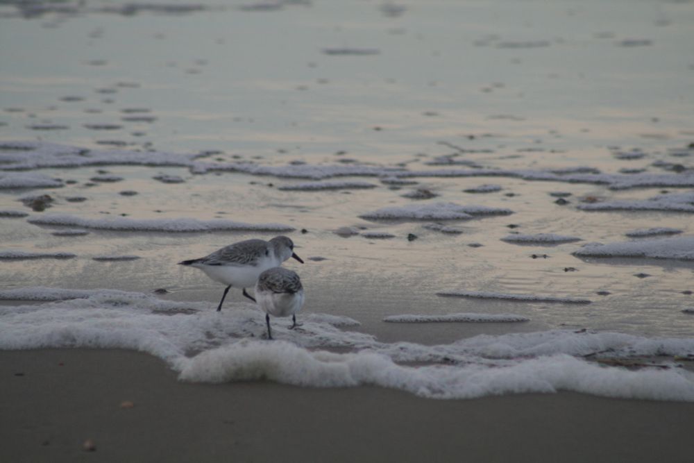 sand pipers hanging out at the beach