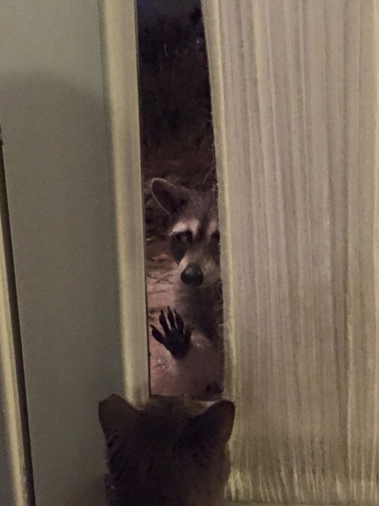 A raccoon peering in through a glass door in a menacing way.