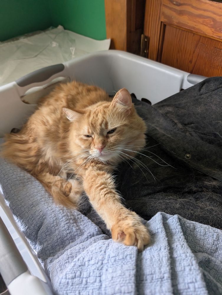 a photo of a long hair orange tabby sitting in a laundry basket with her paw out
